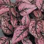 Seminte profesionale  Hypoestes phyllostachya - imagine 49404